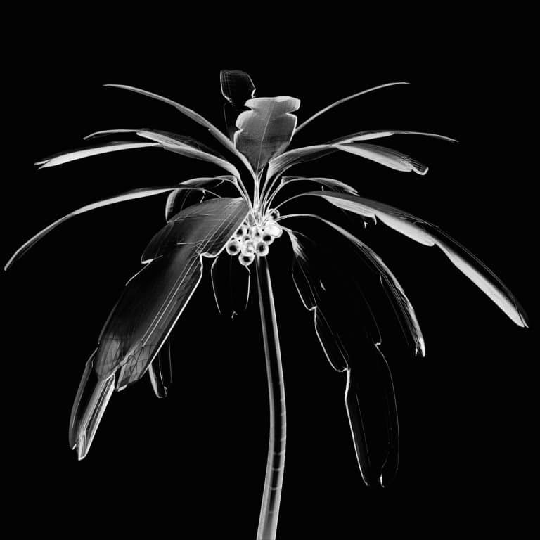 DEAD PALM - FRAGMENT